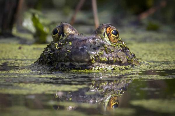 Bild 1 von 6: Schwergewicht unter den Amphibien: Nordamerikanische Ochsenfrösche bringen bis zu ein Kilo auf die Waage.