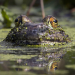 Globalisierung der Natur: Invasive Arten