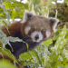 Der Kleine Panda