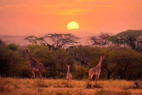 Bild 1 von 1: Im Bild: Giraffen bei Sonnenuntergang. Giraffen sind mit bis zu 6 Metern die größten Landkreaturen.