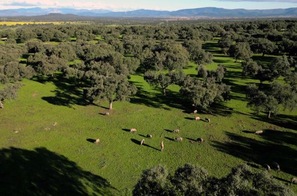 Bild 1 von 5: Im Südwesten Spaniens stehen Millionen von Eichen in lichten Hutewäldern: Diese ausgedehnten Waldweideflächen werden in Spanien als Dehesa bezeichnet.