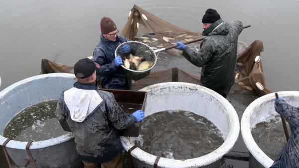 Bild 1 von 4: Im Bild: Fischer beim Fische sortieren.