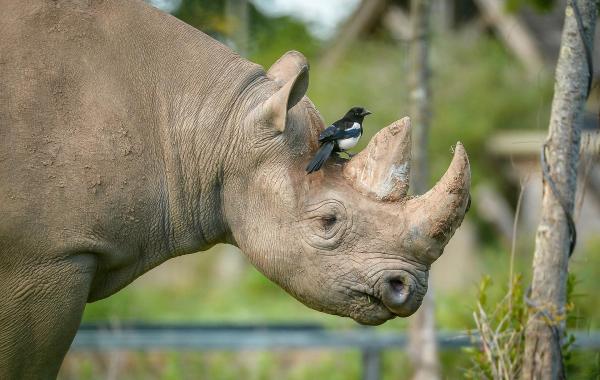 Bild 1 von 22: Im Bild: Spitzmaulnashorn.