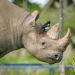 Zoo und so - Tierisch wild!
