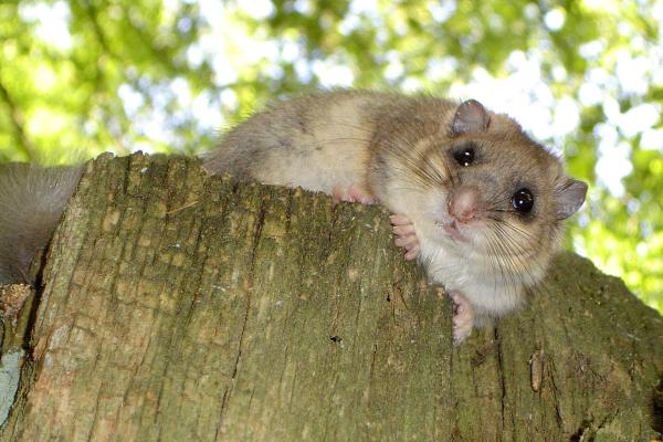 Bild 1 von 1: Der Siebenschläfer zählt sicher zu den größten Schlafmützen im Tierreich. Aber im Sommer verwandelt er sich in einen munteren Kobold. Mit seinen riesigen Augen und dem weichen Pelzchen ist er ein extrem putziges Tier.