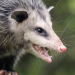 Fight Club der Tiere - Tricks und Taktik