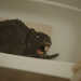 Zombiber