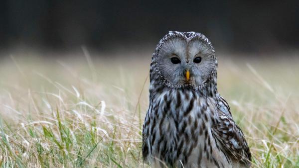 Bild 1 von 38: Im Bild: Habichtskauz, Europas größte Waldeule.