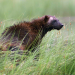 Abenteuer Wildnis
