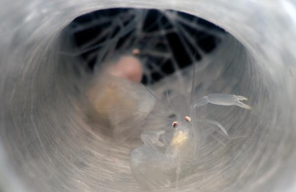 Bild 1 von 7: Gut geschützt lebt ein Garnelenpärchen in einem Giesskannenschwamm. Doch der Schutz, den sie als Junglarven gesucht haben, hat seinen Preis: als Erwachsene sind die Garnelen zu groß, um den Schwamm wieder zu verlassen und sind lebenslang gefangen.