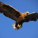 Seeadler - Der Vogel Phönix