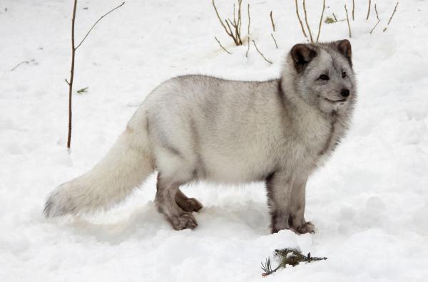 Bild 1 von 3: Um den kalten Winter im Norden Schwedens zu überstehen, tragen Polarfüchse ein dichtes Winterkleid, das weiß, grau oder schwarz sein kann.