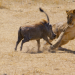 Serengeti