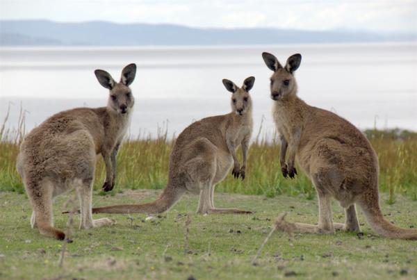 Bild 1 von 4: Australisches Riesenkänguruh auf Maria Island