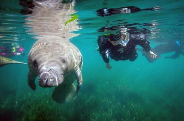 Bild 1 von 3: Die Rundschwanzseekuh, auch Manati genannt, ist eine der langsamsten Kreaturen des Meeres und lebt in warmen Küstengewässern.