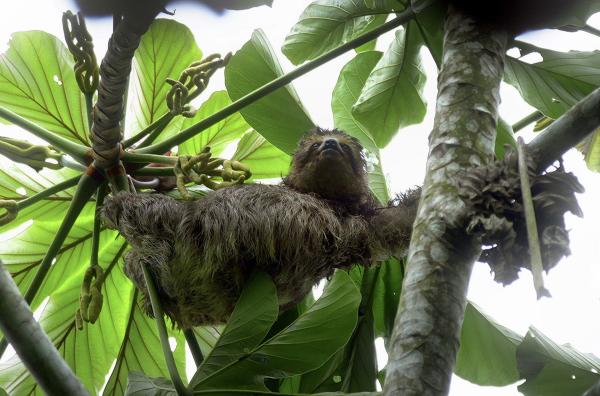 Bild 1 von 4: Faultiere profitieren von der Wiederaufforstung des Atlantischen Regenwalds in Brasilien.