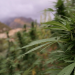 Millionengeschäft Cannabis Marokkos illegaler Exportschlager