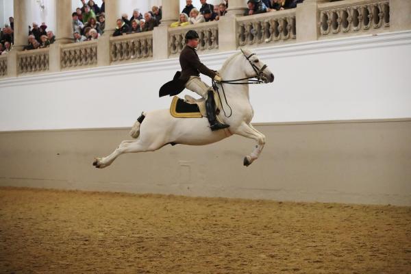 Bild 1 von 23: Im Bild:Kapriole: Conversano Kitty II, Bereiter Marcus Nowotny .