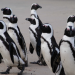 Safari-Paparazzi - Wildlife pur