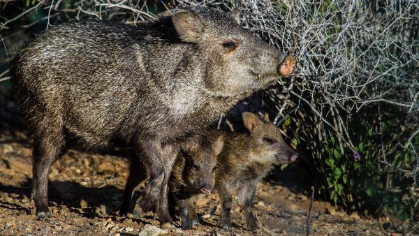 Bild 1 von 4: Im Bild: Nabelschweine - 'Saguaro' Nationalpark.