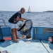 Neue Fische fürs Mittelmeer