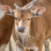 Zoo und so - Tierisch wild!
