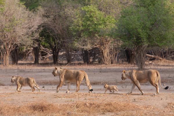 Bild 1 von 3: Im Buschland am Sambesi jagen viele Löwenrudel.