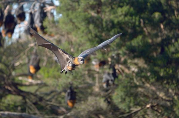 Bild 1 von 4: Flughundmütter in Australien schrecken vor nichts zurück, um ihren Nachwuchs zu beschützen.