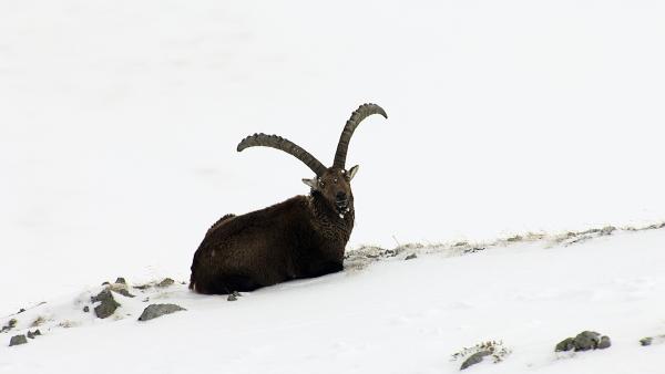 Bild 1 von 15: Steinböcke lieben die Berge. In den Nordalpen sind sie ab 1800 Metern zu Hause, und selbst im Winter bleiben sie oberhalb der Baumgrenze. Sie halten sich aber nach Möglichkeit auf schneefreien Südhängen auf, damit sie bei der Futtersuche nicht erst mühsam den Schnee von den sowieso schon kargen Mahlzeiten scharren müssen.