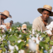 12 Years a Slave