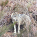 Welt der Tiere