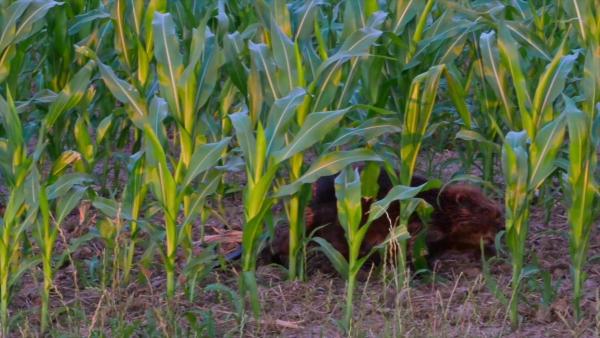 Bild 1 von 6: Biber im Maisfeld.
