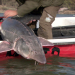 Der Milliarden Dollar Fisch