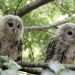Der wilde Wald der Kaiserin