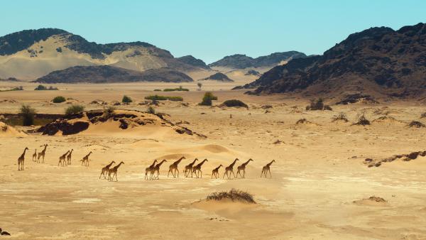 Bild 1 von 15: Obwohl die Namibwüste extrem heiß ist und kaum Nahrung bietet, leben hier Giraffen.