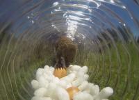 Das Waisenhaus für wilde Tiere