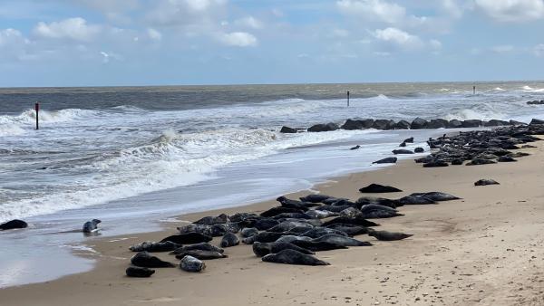 Bild 1 von 4: An der englischen Nordseeküste bei Horsey in Norfolk kann man mit etwas Glück dasganze Jahr über Kegelrobben beobachten.