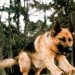 Kommissar Rex