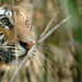 Abenteuer Wildnis