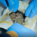 Border Patrol USA - Einsatz an Mexikos Grenze: Folge 1