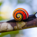 Das Leben in Farbe mit David Attenborough