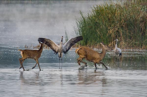Bild 1 von 5: Sensibel: Hirsche fühlen sich selten sicher und erschrecken sich sogar vor Kranichen.