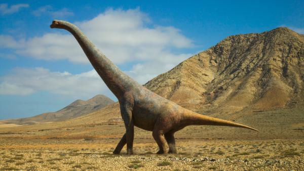 Bild 1 von 13: Ausgewachsene Lusotitanen konnten wohl bis zu fünf Kilometer pro Stunde zurücklegen. Wenn Artgenossen zu weit entfernt waren, nutzten sie möglicherweise wie moderne Elefanten Aufstampfen mit den Beinen als Klopfzeichen.