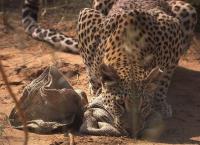 Das Waisenhaus für wilde Tiere