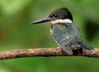 Hotspots der Tierwelt