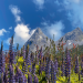 Gärten der Alpen