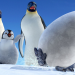 Happy Feet