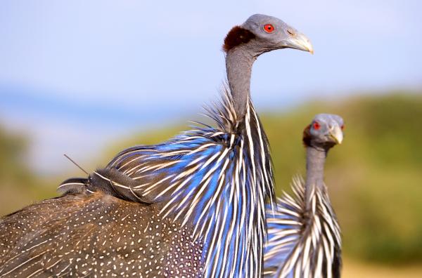 Bild 1 von 5: Geierperlhühner, eine in Ostafrika endemische Art, sind sehr soziale Tiere.