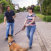 Der Hundeprofi