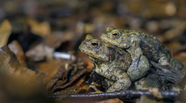 Bild 1 von 2: Huckepack zum Laichtümpel: Die Männchen der Erdkröte lassen sich von den größeren Weibchen zur Paarung tragen.